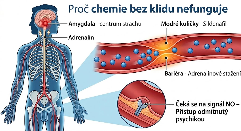 proc-sildenafil-nefunguje-psychika-stres-osa-mozek-penis
